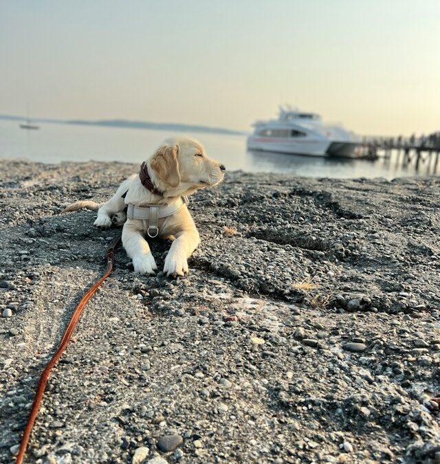 An ocean companion named Sam